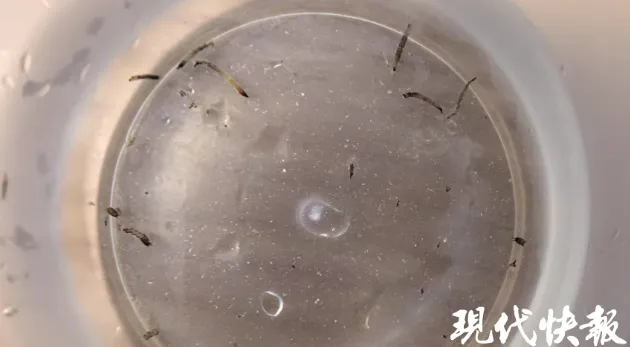 卓盛国际 8岁女童持续呕吐活虫超1个月！“元凶”不少人家里有，梅雨季激增！‌快自查